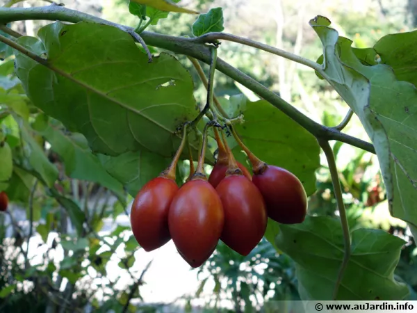 Tomate en arbre, Tamarillo, Solanum betaceum, Cyphomandra betacea