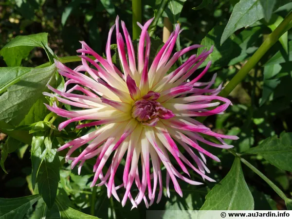 Chimère, des pétales tarabiscotés sur les dahlias...
