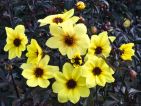 Dahlia 'Knockout'