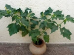 Stramoine commune, Herbe aux sorci�res, Pomme �pineuse, Datura stramonium