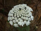 Carotte sauvage, Faux-chervis, Daucus carota