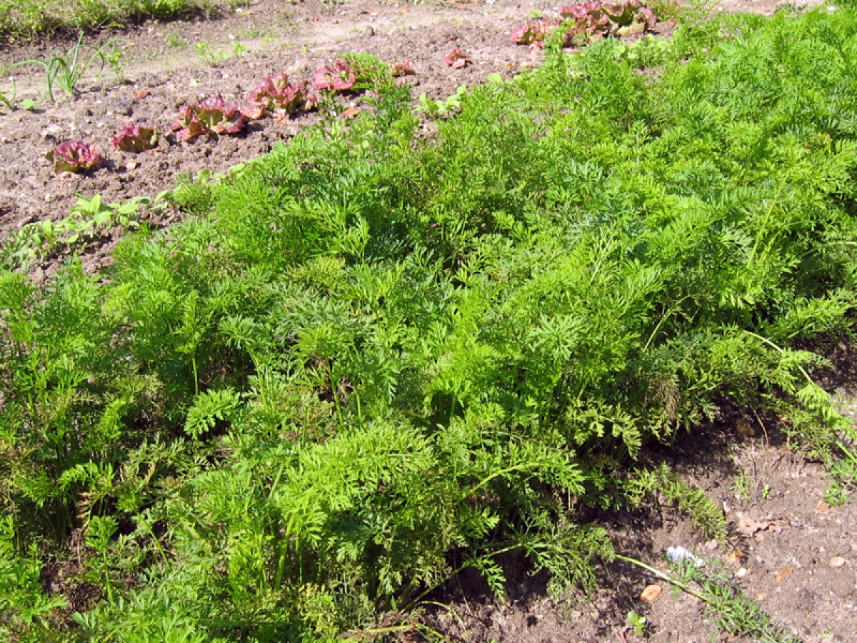 Carotte : planter, cultiver, rcolter