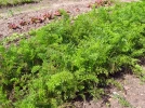 Carotte, Daucus carota subsp. sativus