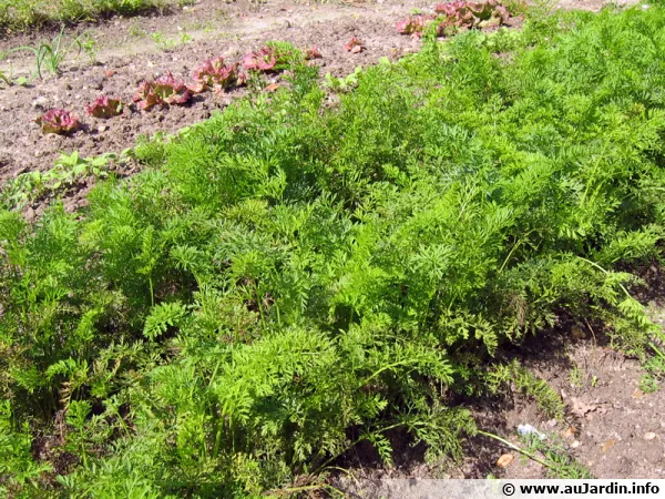 Carotte, Daucus carota