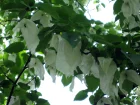 Arbre aux pochettes, Arbre aux mouchoirs, Davidia involucrata