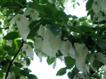 Davidia involucrata, Arbre aux pochettes, Arbre aux mouchoirs