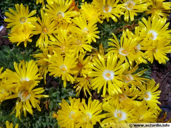 Délosperma congestionné, Pourpier congestionné, Delosperma congestum