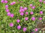 Délosperma rose, Pourpier de Cooper, Delosperma cooperi Délosperma rose, Pourpier de Cooper, Delosperma cooperi