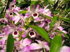 Orchidée bambou, Dendrobium nobilé, Dendrobium nobile