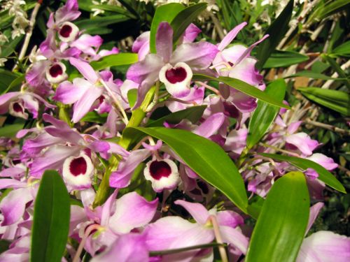 Orchidée bambou, Dendrobium nobilé, Dendrobium nobile : planter, cultiver,  multiplier