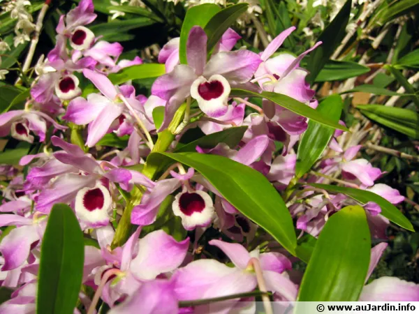 Orchide bambou, Dendrobium nobil, Dendrobium nobile