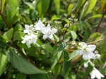 Deutzie du Sichuan, Deutzia remontant, Deutzia setchuenensis var. corymbiflora