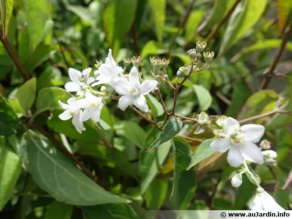 Deutzie du Sichuan, Deutzia remontant, Deutzia setchuenensis var. corymbiflora
