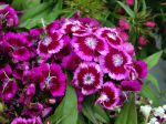 Oeillet du poète, Dianthus barbatus Oeillet du poète, Dianthus barbatus