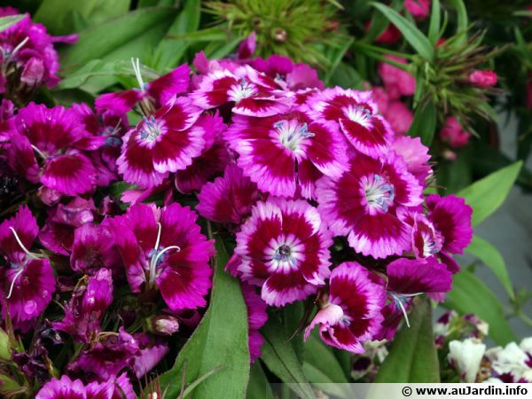 Oeillet du poète, Dianthus barbatus : planter, cultiver, multiplier