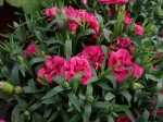 Oeillet girofl�e, Oeillet des fleuristes, Oeillet commun, Dianthus caryophyllus