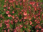 Diascia