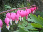Fleurs de Coeur de Marie, Dicentra spectabilis