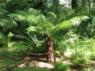 Fougre arborescente, Dicksonia antarctica