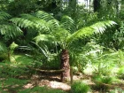 Fougre arborescente, Dicksonia antarctica