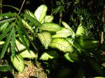 Dieffenbachia seguine 'Tropic Snow' Dieffenbachia seguine 'Tropic Snow'
