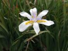 Dietes à grandes fleurs, Iris d'Afrique du sud, Dietes grandiflora