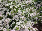 Plante du pcheur, Diosme hirsute, Buchu, Diosma hirsuta