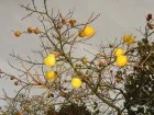 Plaqueminier (Kaki), Diospyros kaki