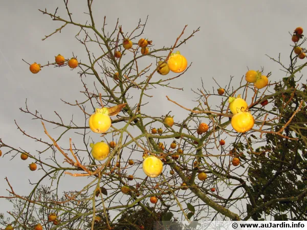 Kakis, les fruits du plaqueminier du Japon