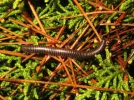 Les myriapodes, des mille-pattes au service du jardinier