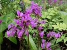 Gyroselle de Virginie, Dodecatheon media