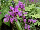 Gyroselle de Virginie, Dodecatheon media