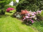Domaine de Courson, massif de rhododendrons Domaine de Courson, massif de rhododendrons