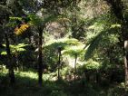 Ambiances avec des fougères au Domaine du Rayol Ambiances avec des fougères au Domaine du Rayol