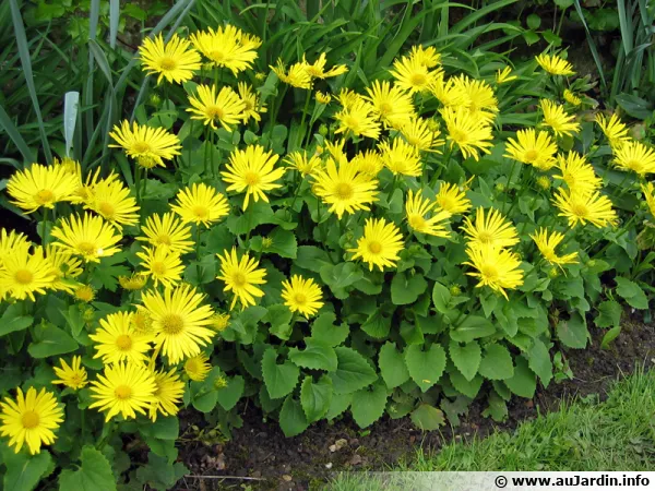 Doronic, Doronicum