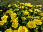 Doronic du Caucase, Doronicum orientale