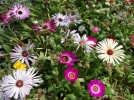 Tapis magique, Ficode, Dorotheanthus bellidiformis