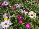 Tapis magique, Ficode, Dorotheanthus bellidiformis