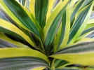 Dragonnier Lemon Lime, Dracaena fragans 'Lemon Lime'