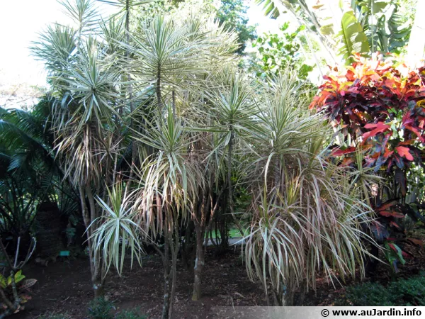 Dragonnier de Madagascar, Dracaena marginata