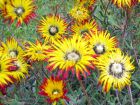 Drosanthme, Drosanthemum micans