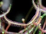 Dros�ra dichotomique, Dros�ra � feuilles fourchues, Drosera binata