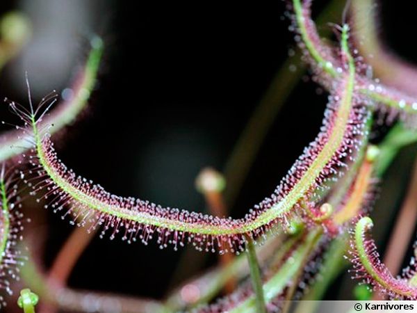 Drosera capensis "BLANC" 25 graines-Plante carnivore