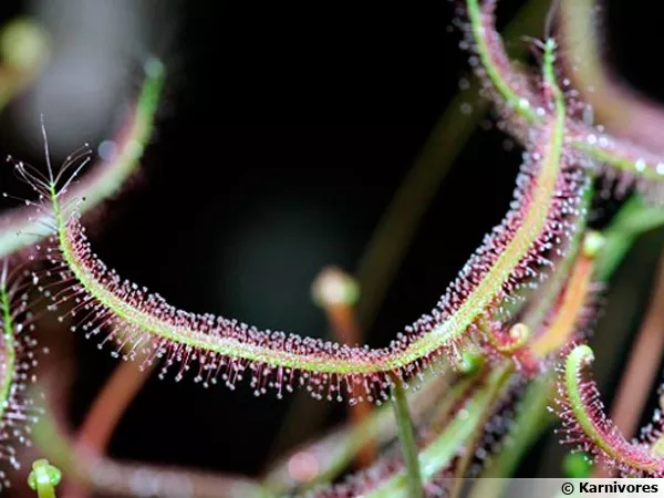Droséra dichotomique, Droséra à feuilles fourchues, Drosera binata