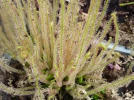 Dros�ra filiforme, Drosera filiformis