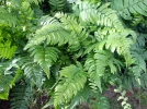 Foug�re trompe d'�l�phant, Dryopt�ris noir, Dryopteris atrata