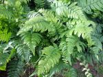Fougère trompe d'éléphant, Dryoptéris noir, Dryopteris atrata Fougère trompe d'éléphant, Dryoptéris noir, Dryopteris atrata
