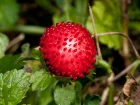 Fraisier des Indes, Fraisier de Duchesne, Faux-fraisier, Duchesnea indica