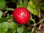 Fraisier des indes, Faux-fraisier, Duchesnea indica Fraisier des indes, Faux-fraisier, Duchesnea indica