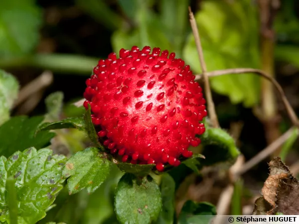 Fraisier des indes, Faux-fraisier, Duchesnea indica